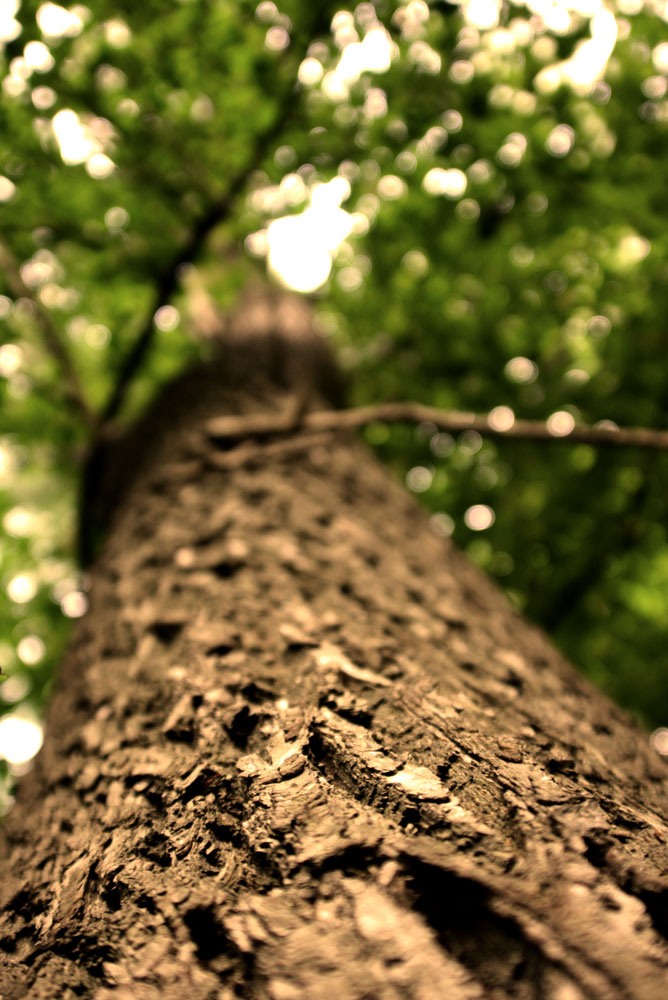 Neulich im Wald