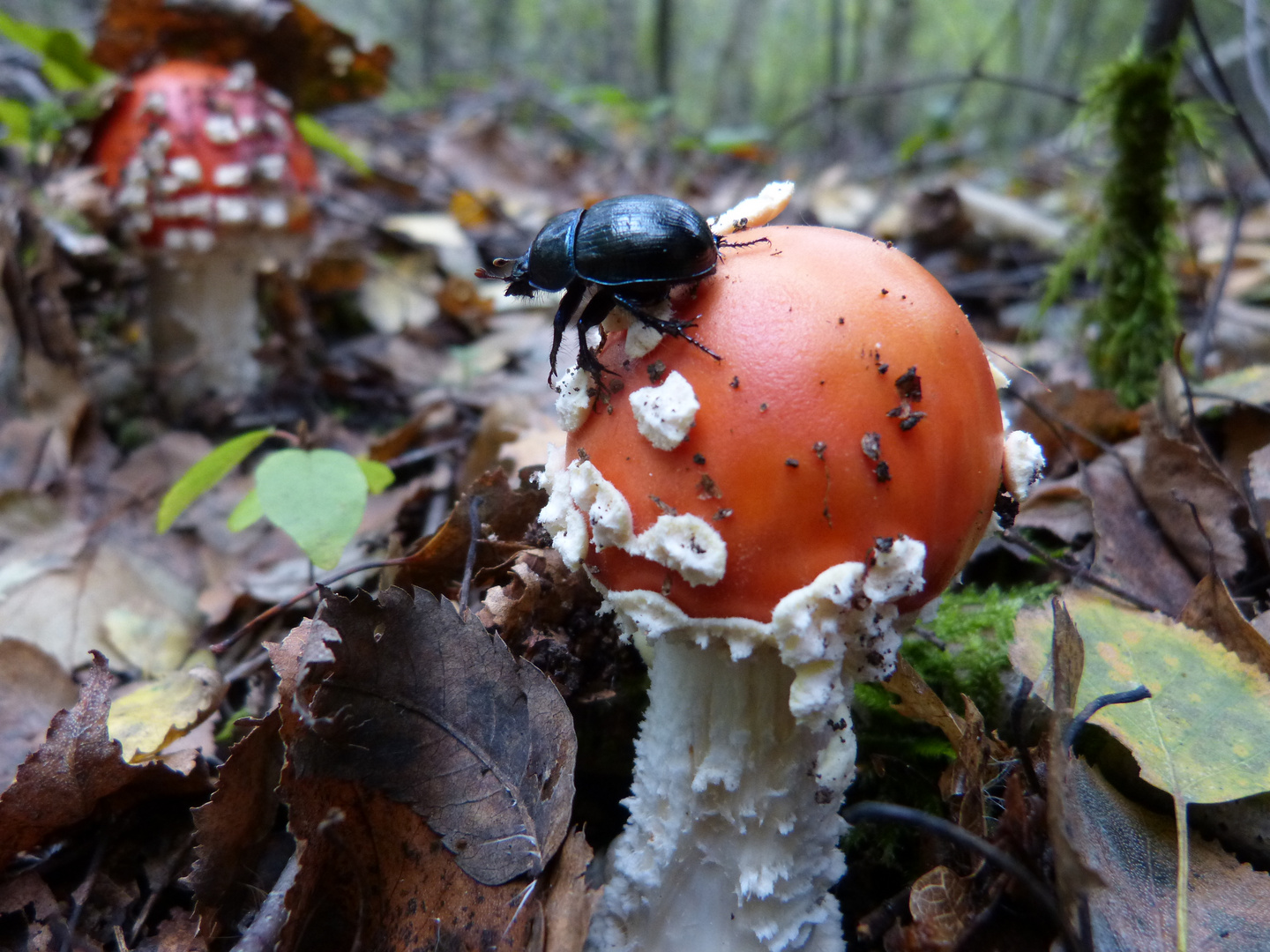 Neulich im Wald