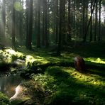 Neulich im Wald...