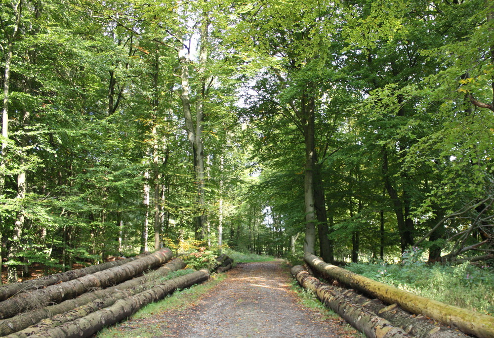 Neulich im Wald