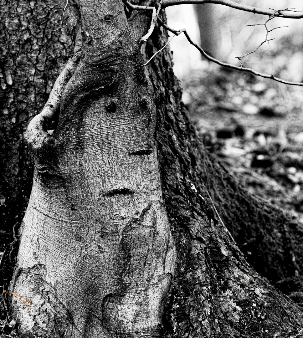 Neulich im Wald...