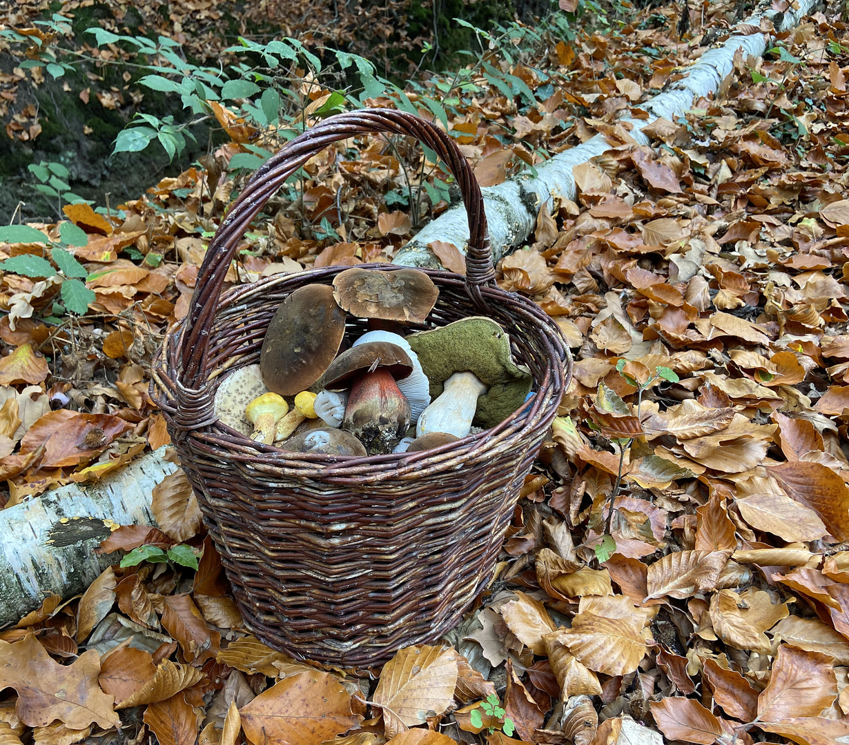 neulich im Wald