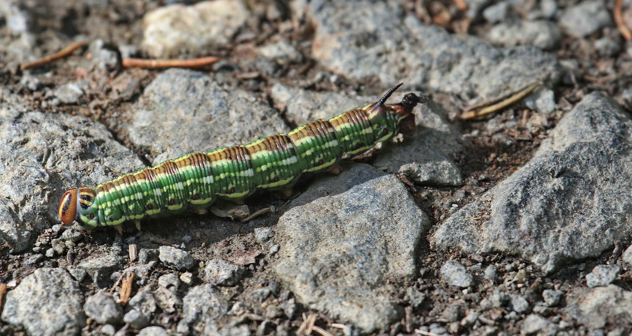 Neulich im Wald...