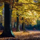 Neulich im Wald