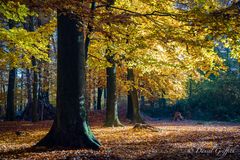 Neulich im Wald