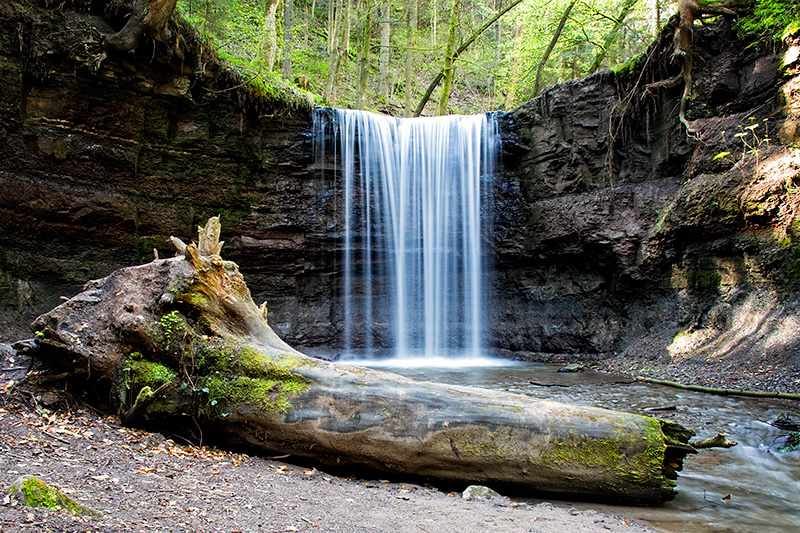 neulich im Wald #8