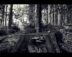 neulich im wald