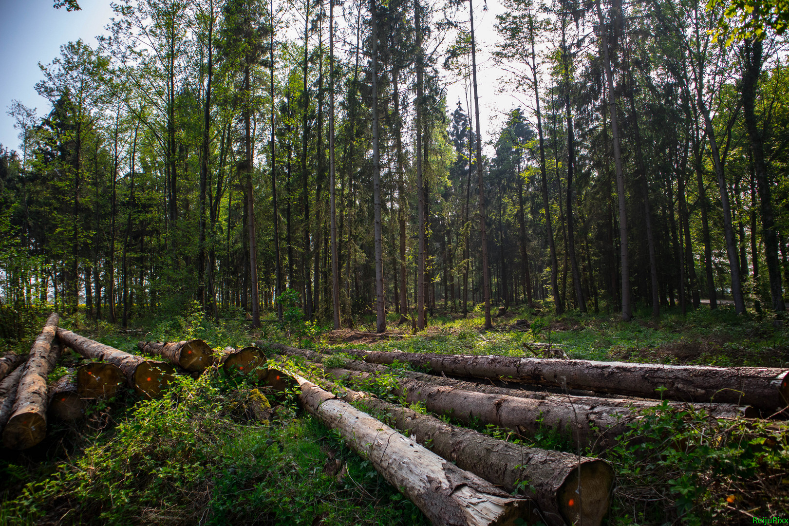 neulich im Wald