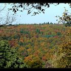 Neulich im Wald