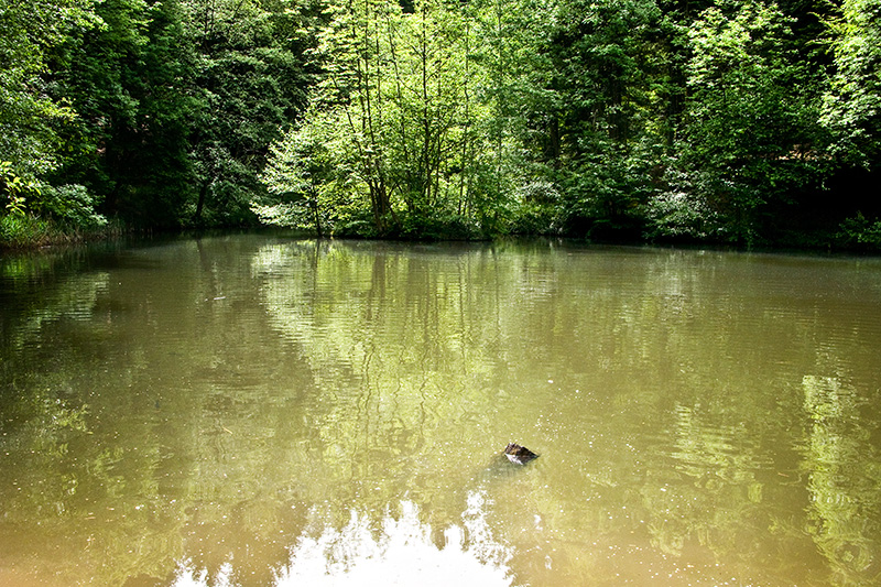 neulich im Wald #9