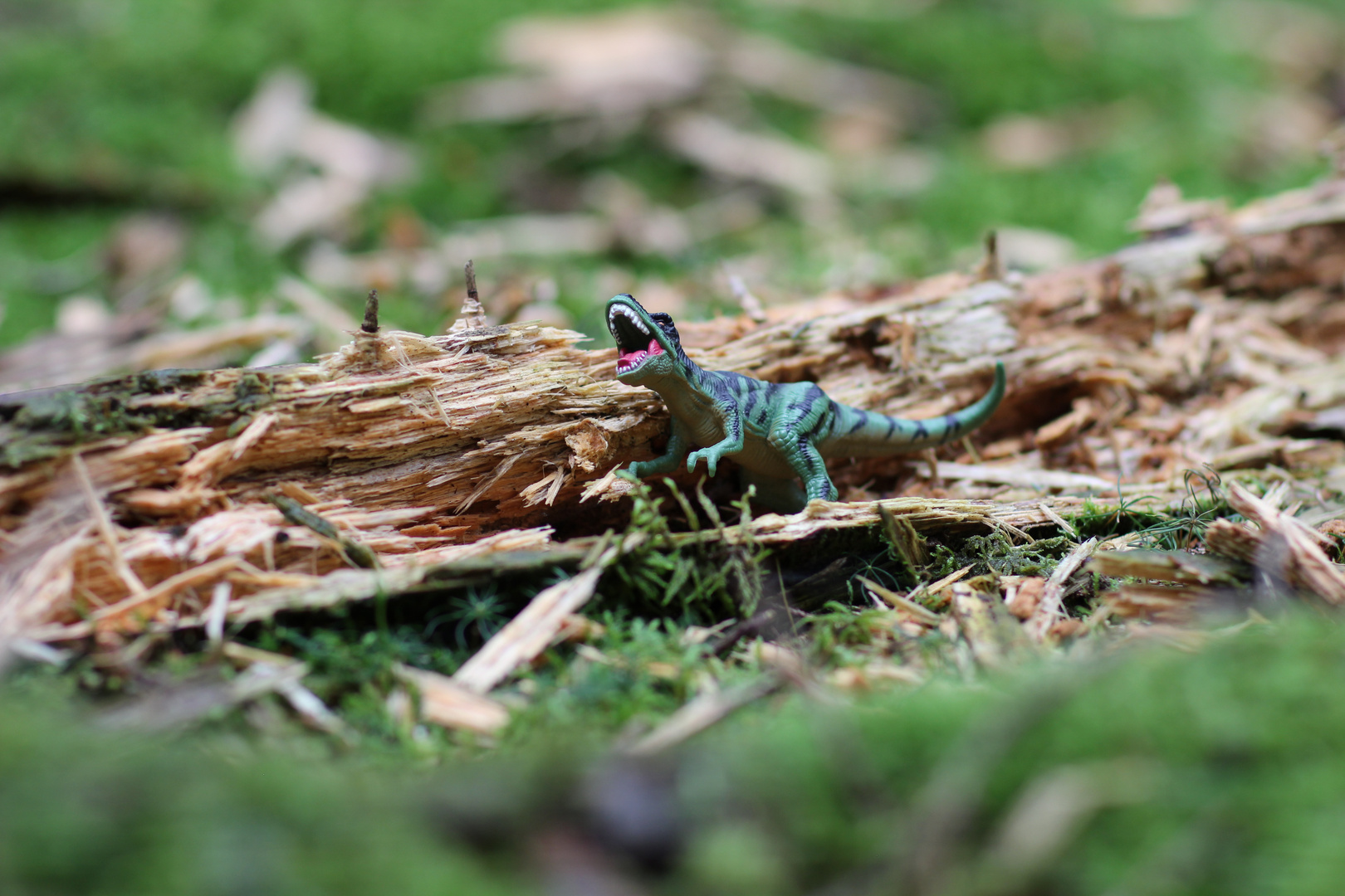 neulich im Wald