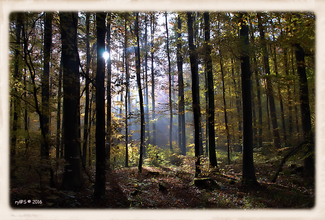 Neulich im Wald