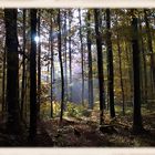 Neulich im Wald