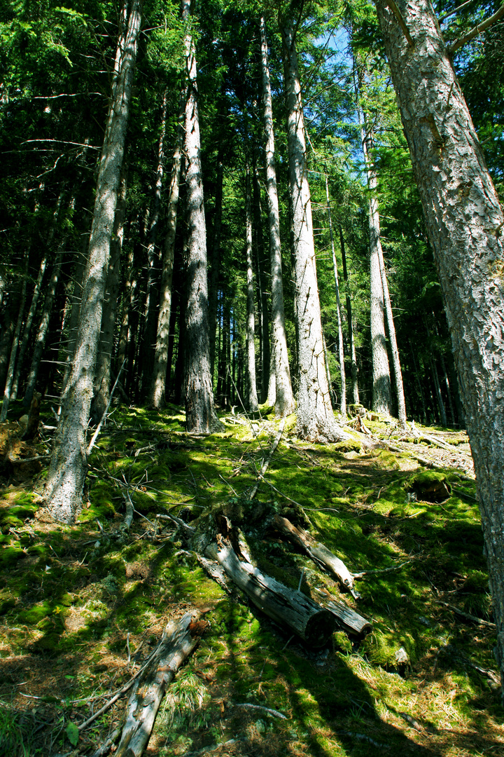 Neulich im Wald 