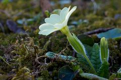 Neulich im Wald