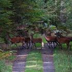 Neulich im Wald