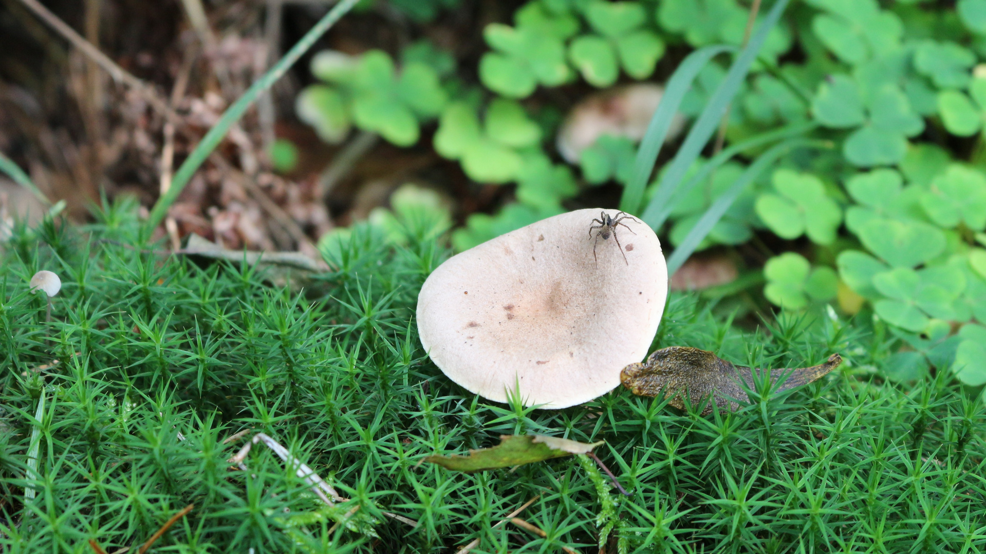 neulich im Wald