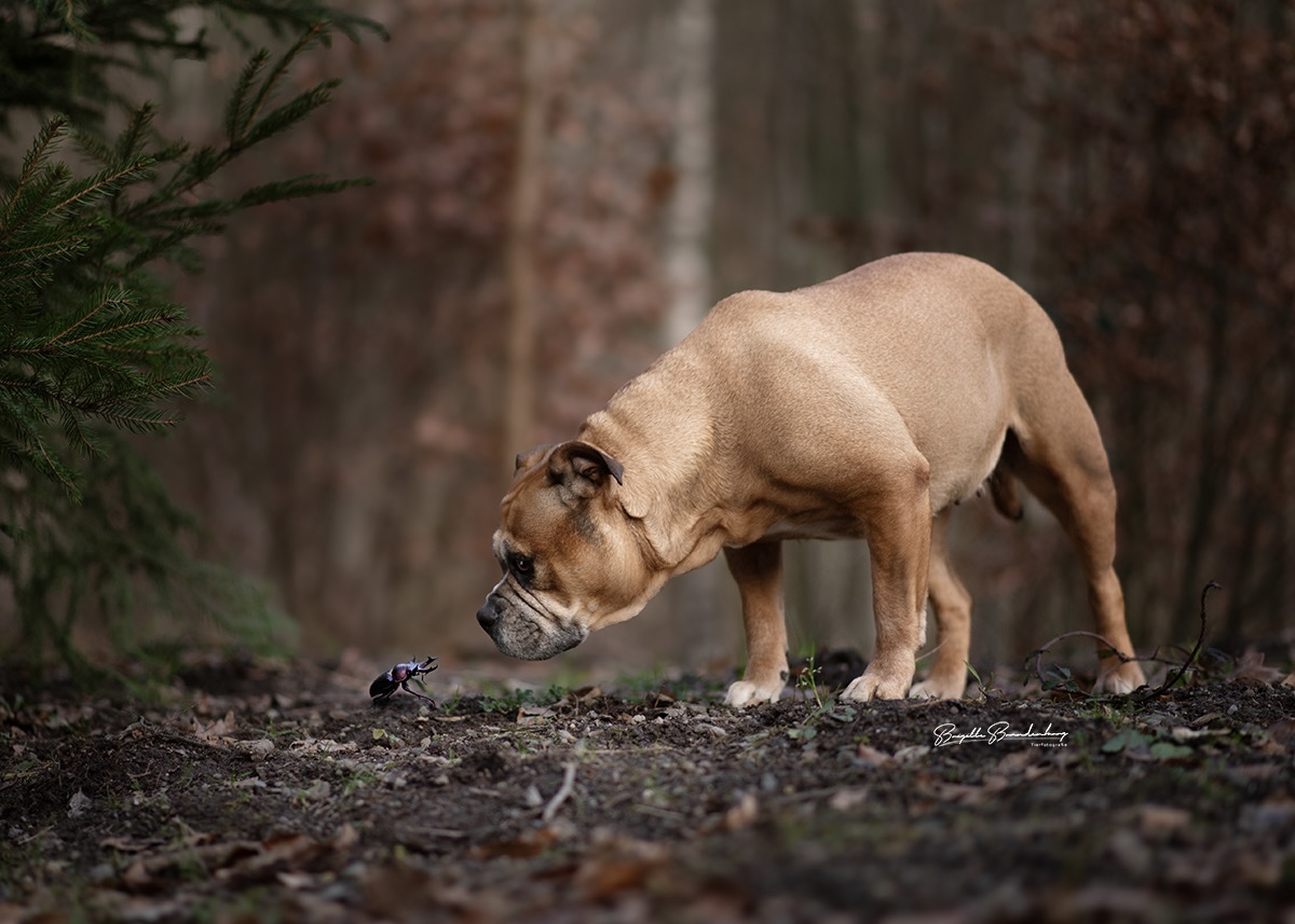 Neulich im Wald 