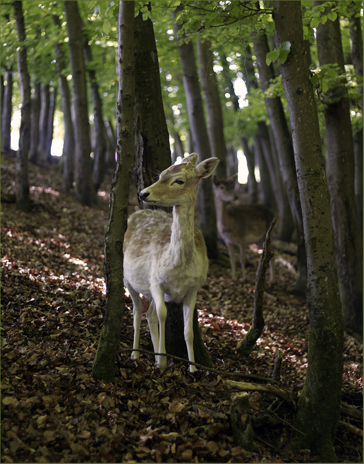 Neulich im Wald....