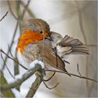 Neulich im Wald begegnete ich Robin (1) . . .