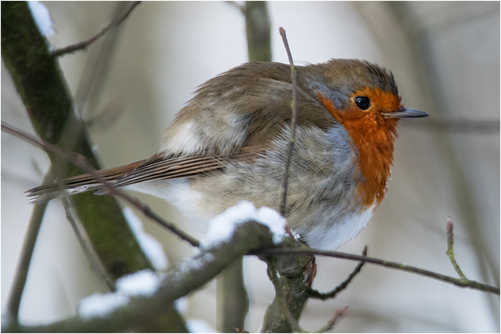 Neulich im Wald begegnete ich Robin (2) . . .