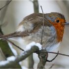 Neulich im Wald begegnete ich Robin (2) . . .