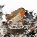  Neulich im Wald begegnete ich Robin (3) . . .