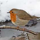 Neulich im Wald begegnete ich Robin (4) . . .