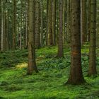 Neulich im Wald - Begegnungen