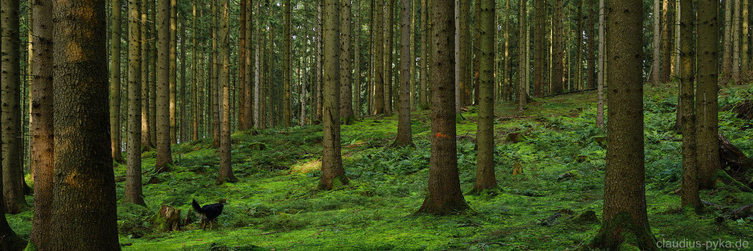 Neulich im Wald - Begegnungen