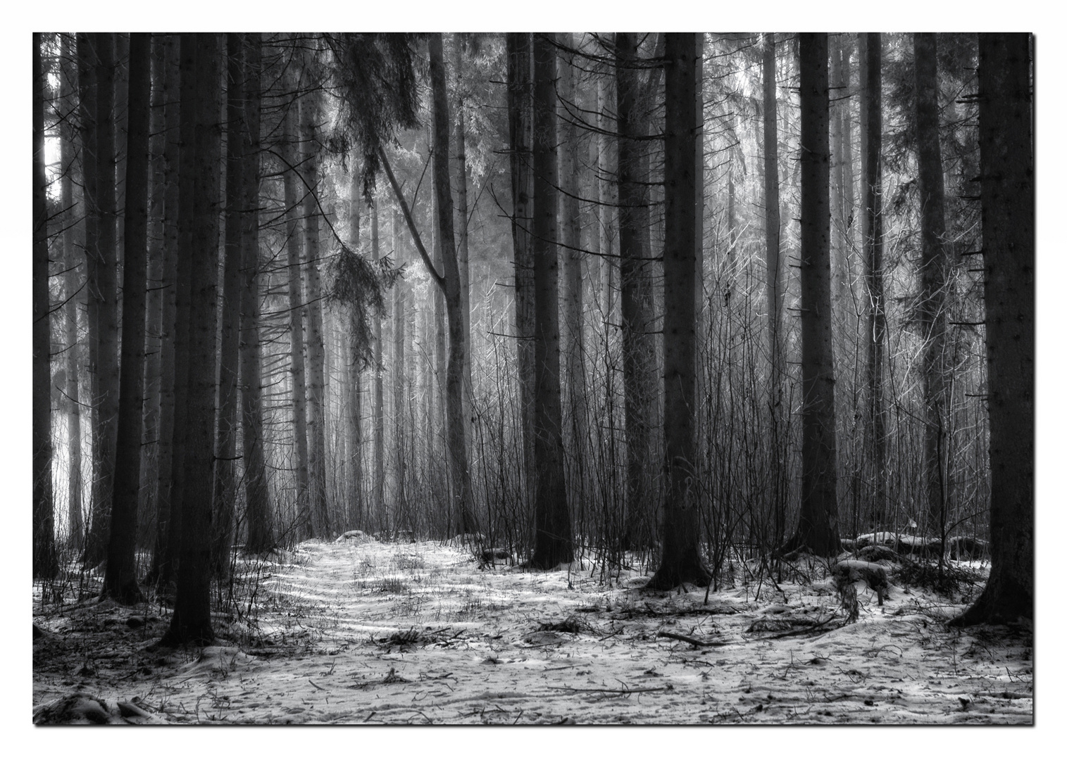 Neulich im Wald beim Alberich