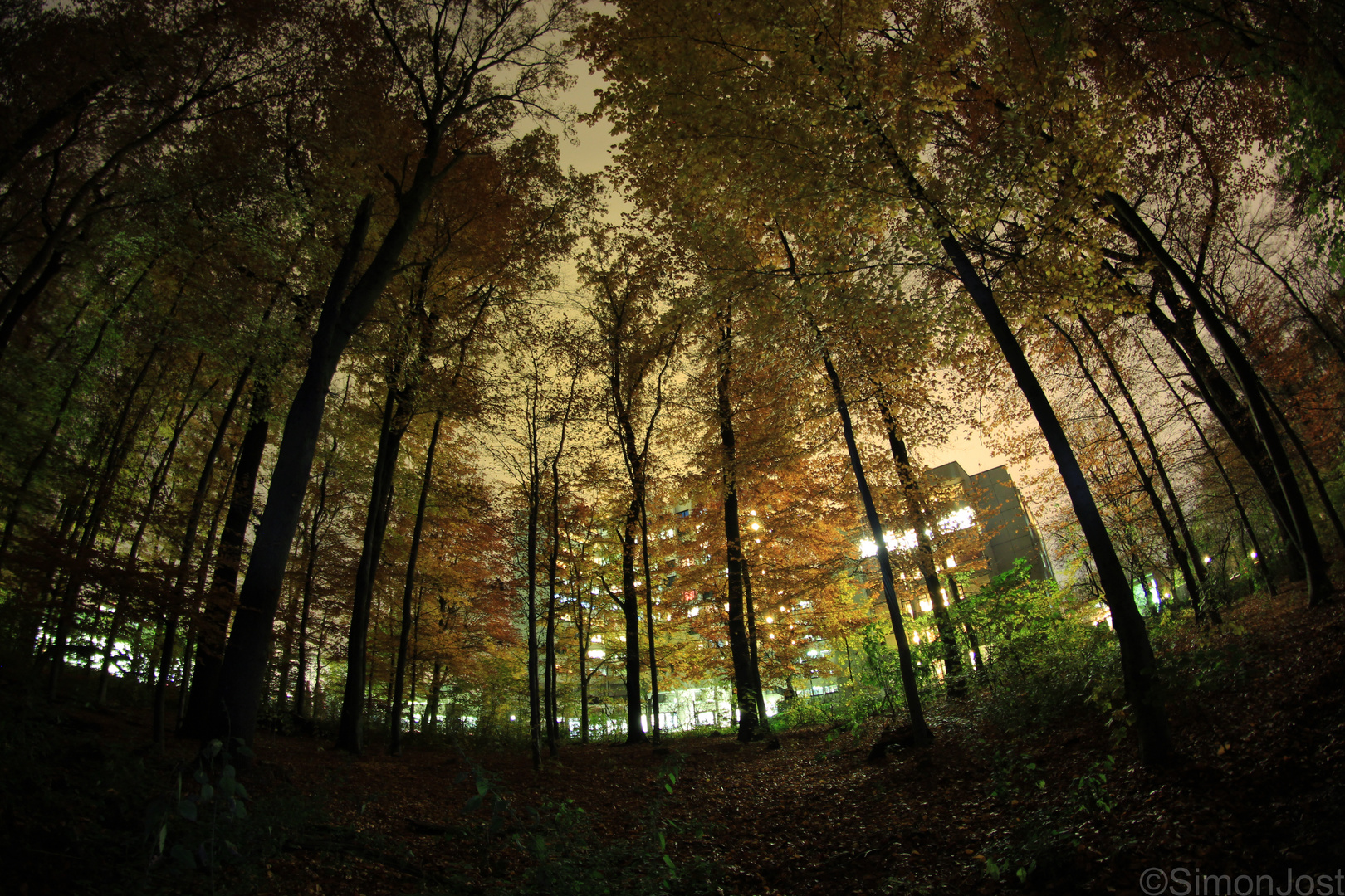 -neulich im wald-