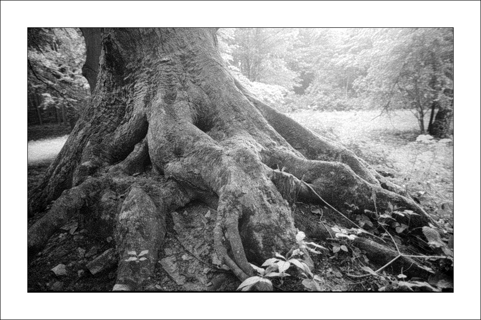 Neulich im Wald...