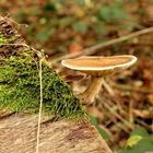 Neulich im Wald