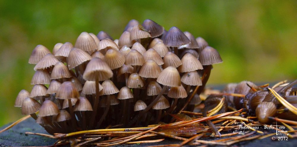 Neulich im Wald