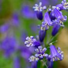 Neulich im Wald der Blauen Blumen