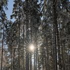 Neulich im Wald - Der Tag, an dem der Winter kam (und wieder ging)