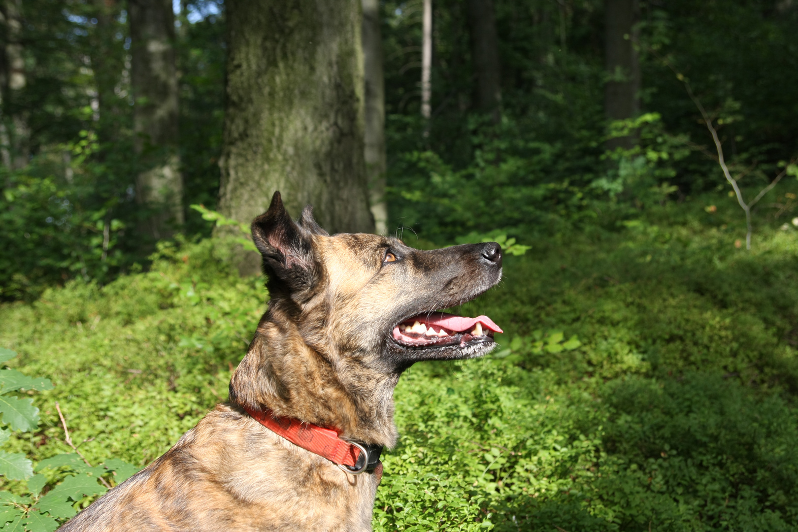 Neulich im Wald