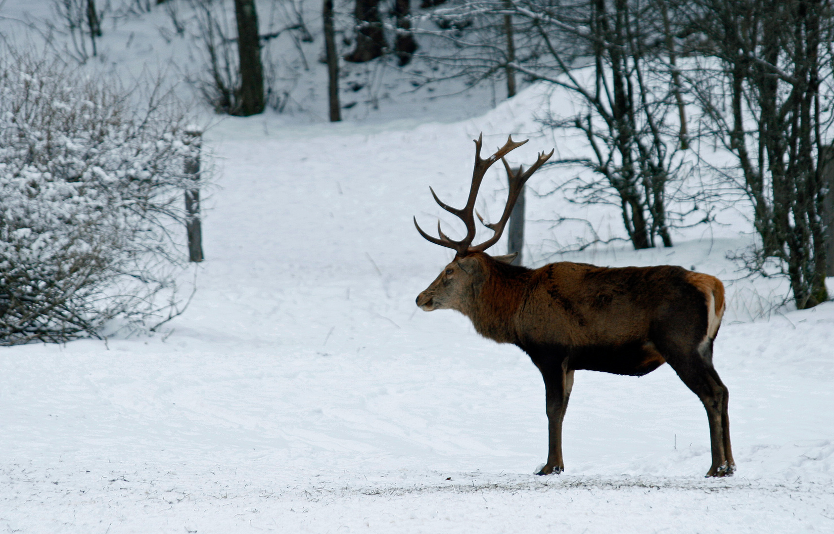 Neulich im Wald