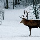 Neulich im Wald