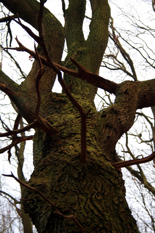 Neulich im Wald