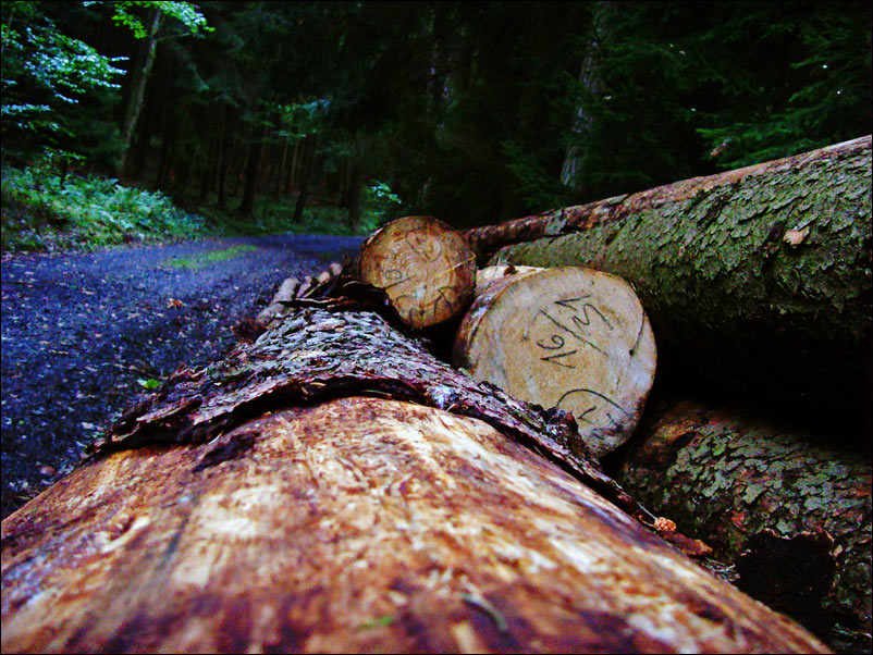 Neulich im Wald