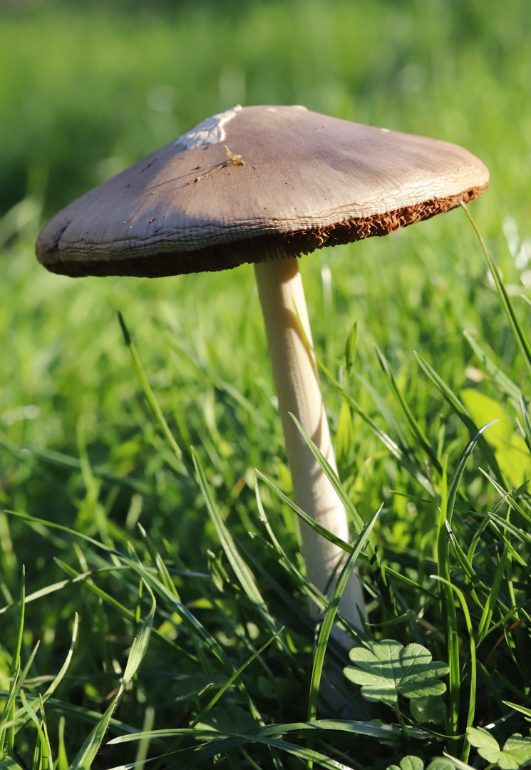 neulich im Wald - ein Männlein steht im Walde