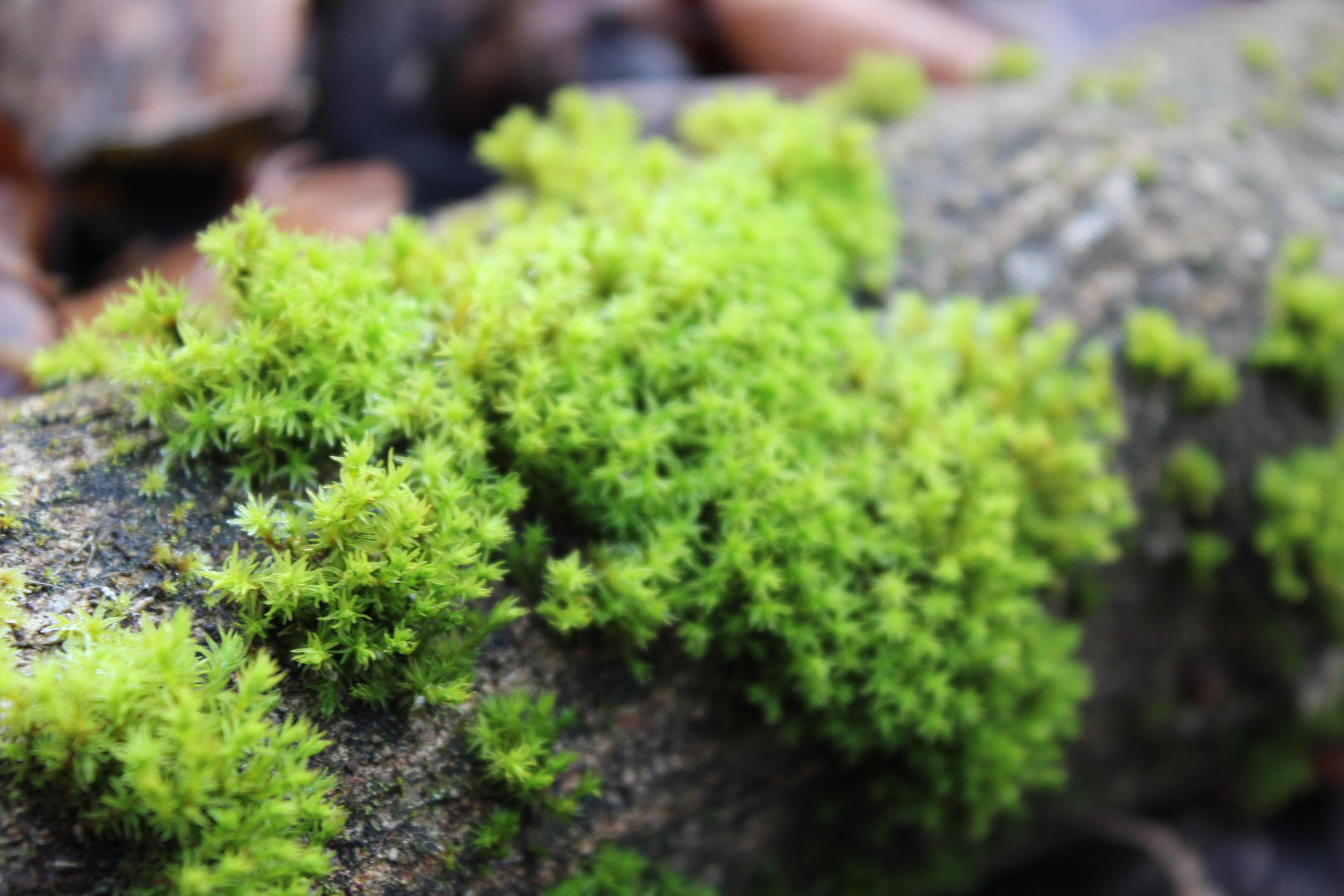 neulich im Wald entdeckt...