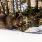 Neulich im Wald