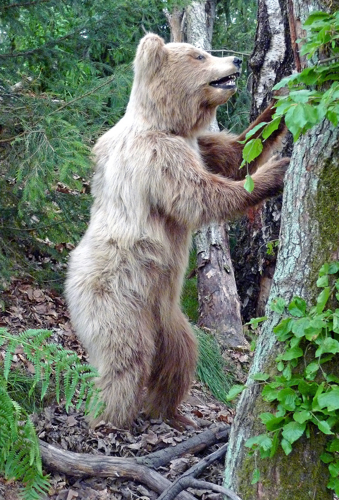 ...neulich im Wald