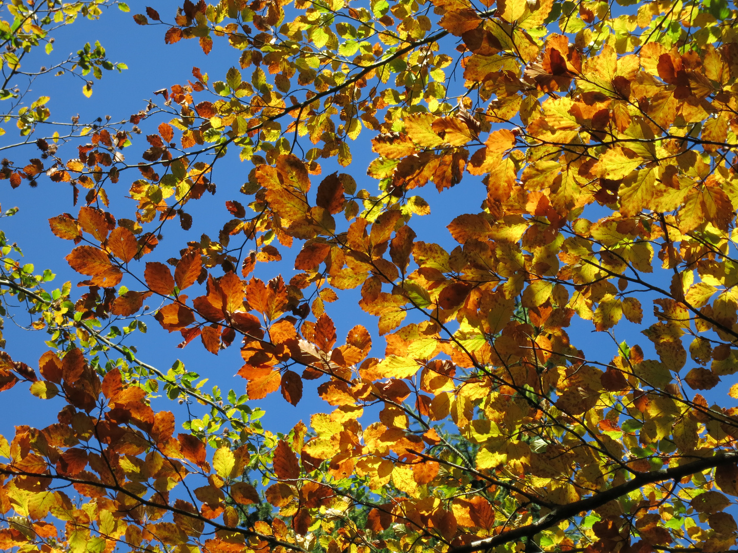 neulich im Wald - Herbstfarben - noch eins