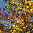 neulich im Wald - Herbstfarben - noch eins