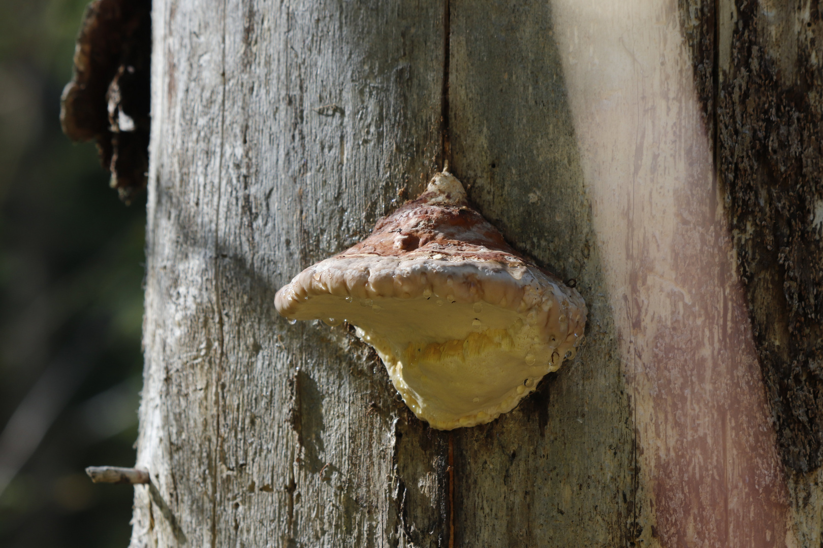 neulich im Wald - Herr Ober noch ein Pilz bitte