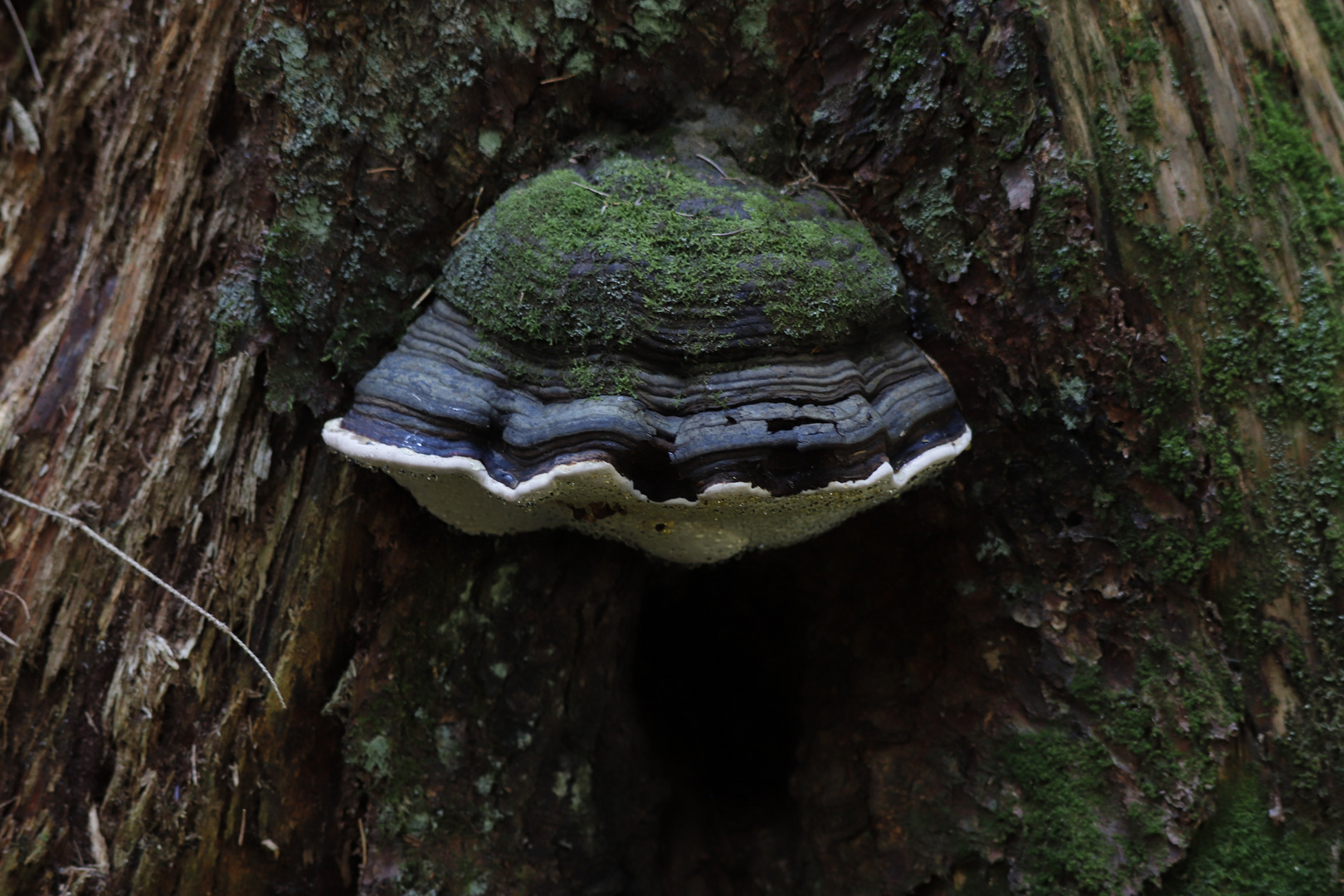 neulich im Wald - im Halbschatten